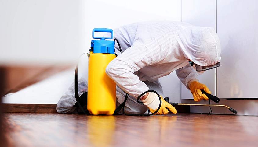 Desinsectacion y control de plagas urbanas - Fumigacion Sanitas